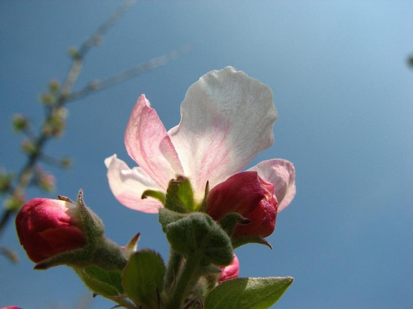 fleurs de pommier