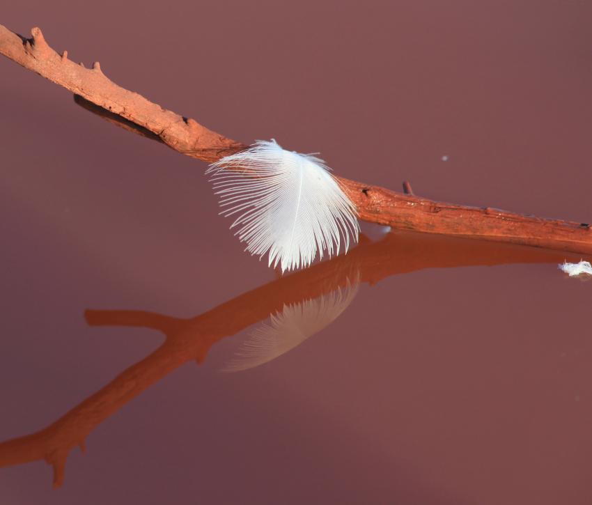 Plume