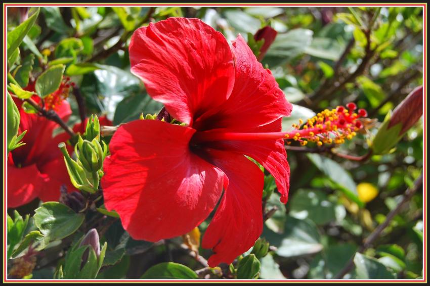 Hibiscus gant  Marrakech