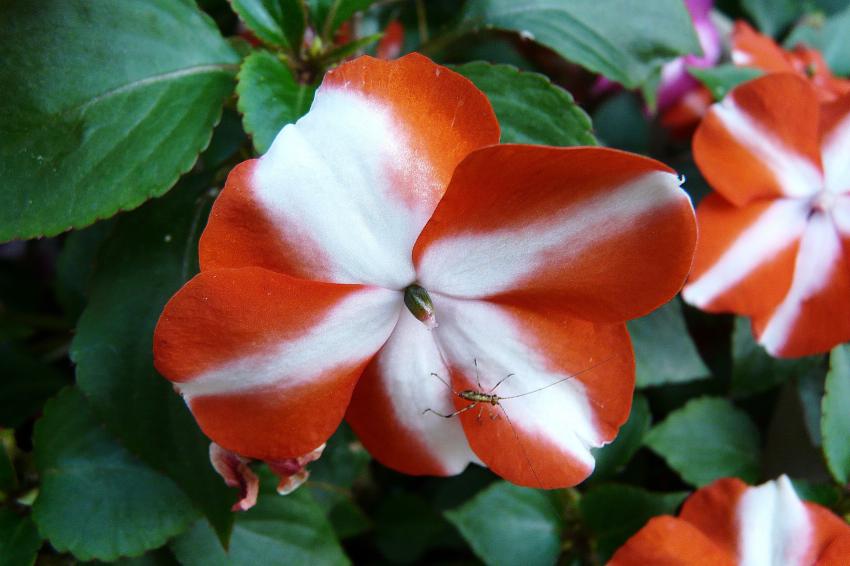 Fleur d'impatiens et son petit visiteur