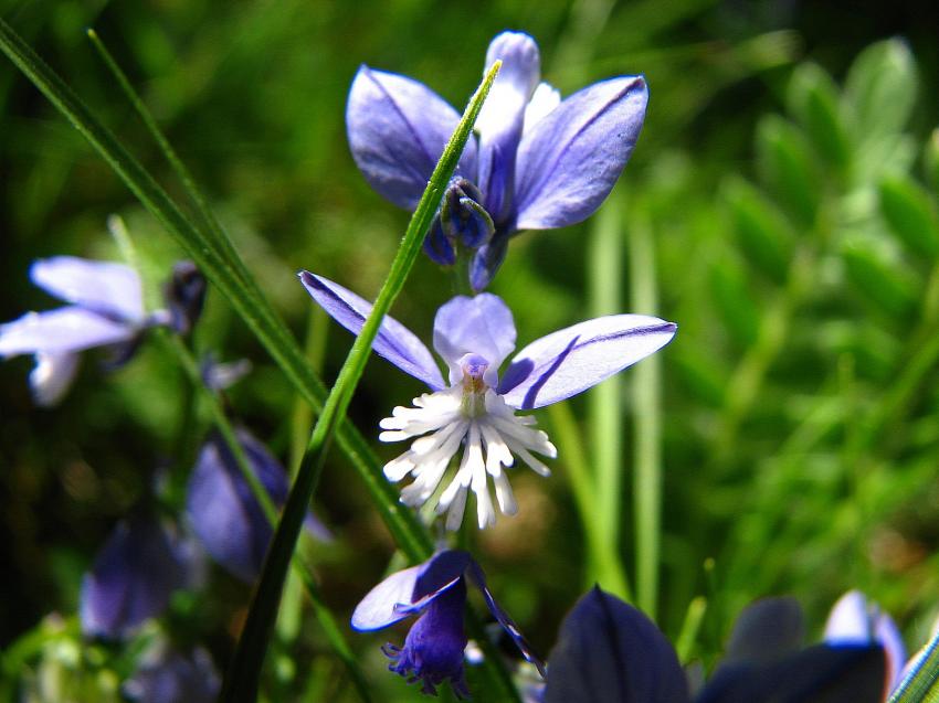 polygala