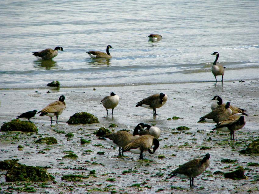 Bernaches au bord de la mer