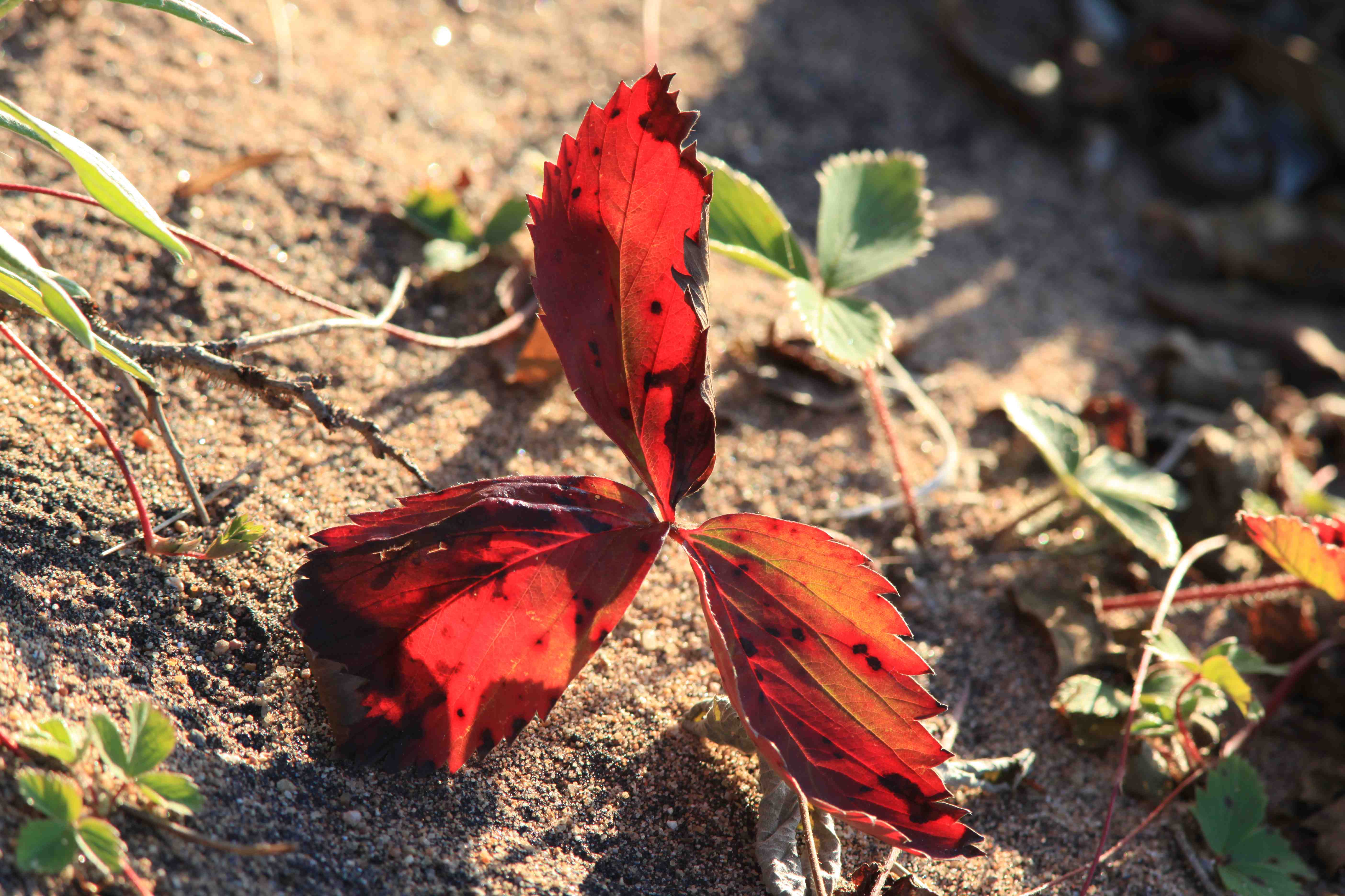 Automne 1