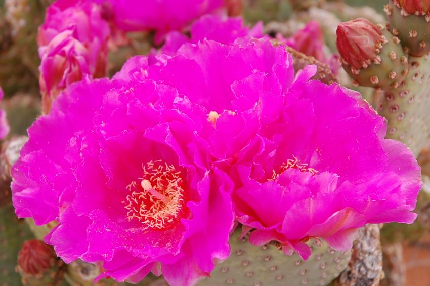 fleur de cactus