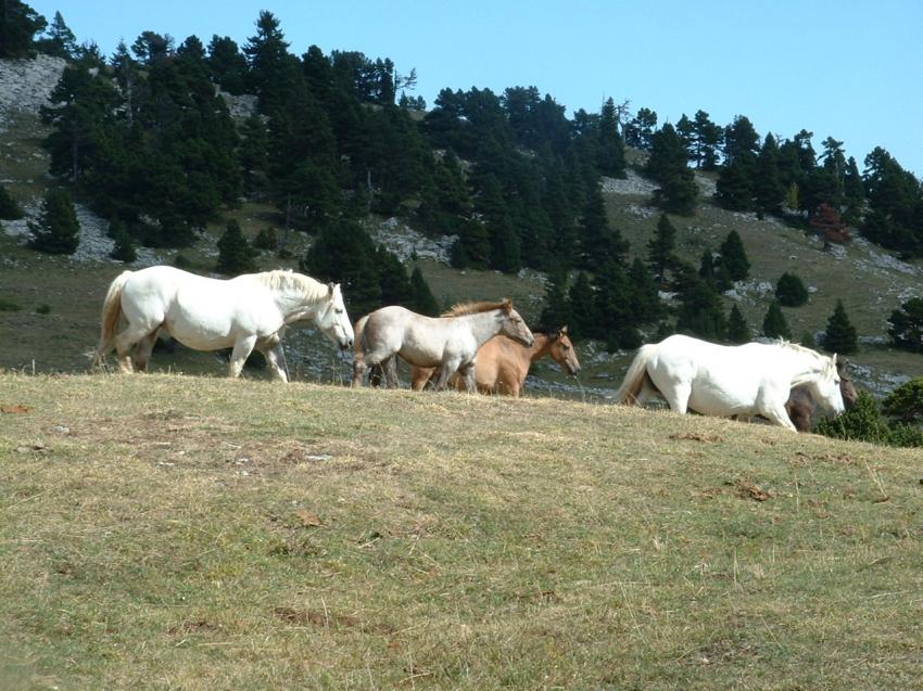 chevaux du Vercors