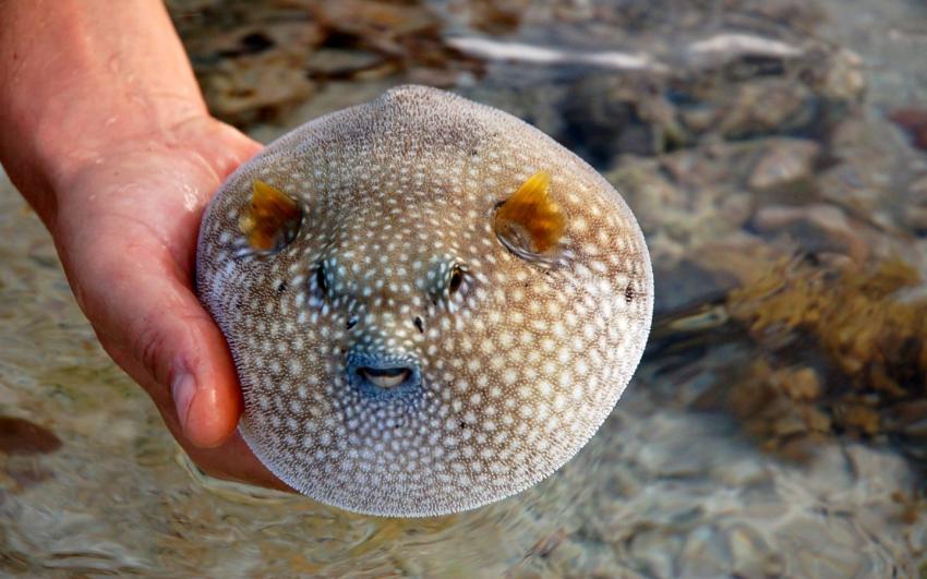 poisson ballon