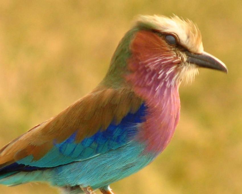 Oiseaux