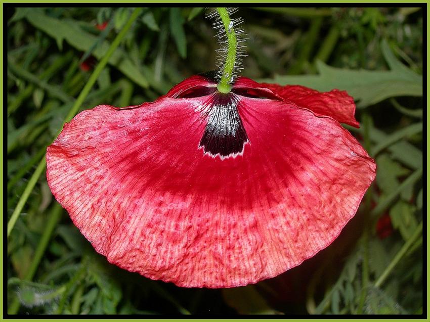 Gentil coquelicot ...