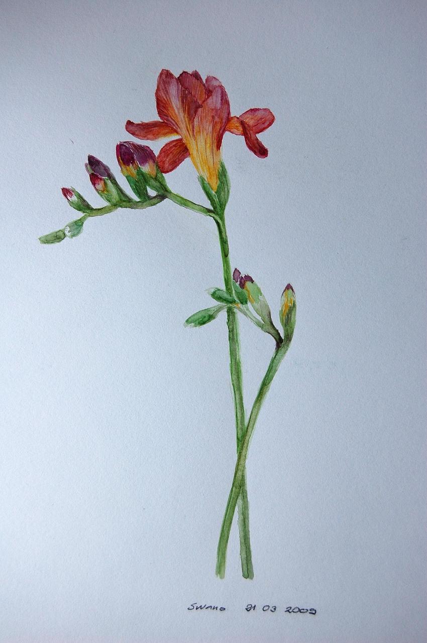 freesia