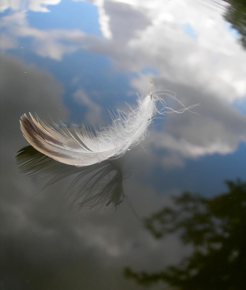 Plume d'Ange