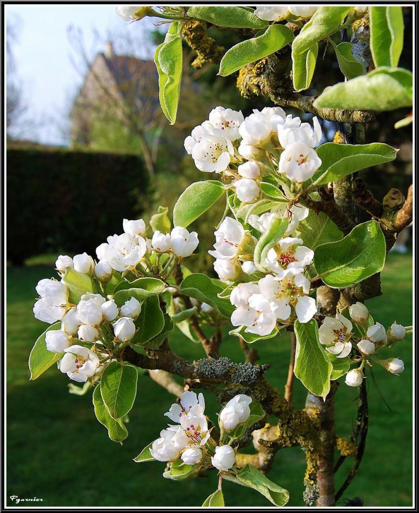 Jardin de printemps.