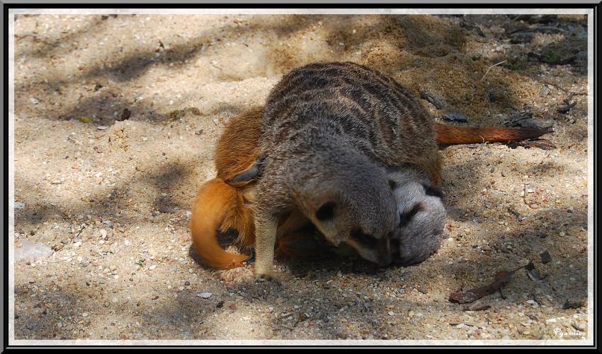 Zoo de Beauval