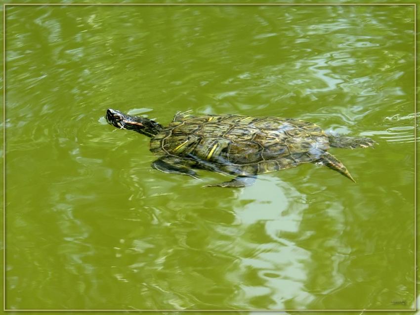 Tortue 8509
