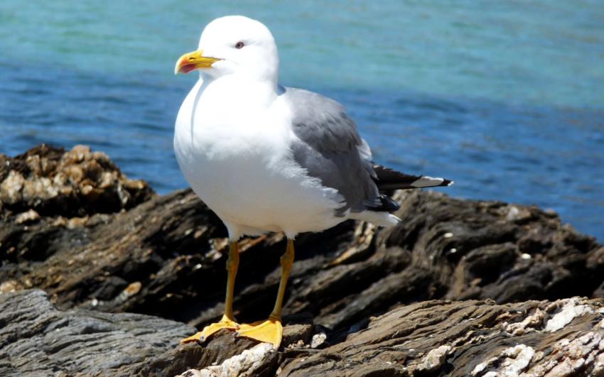Mouette