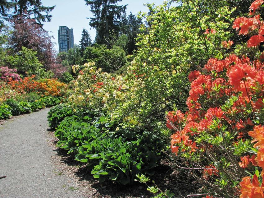 Le ct des rhodos  Stanley Park