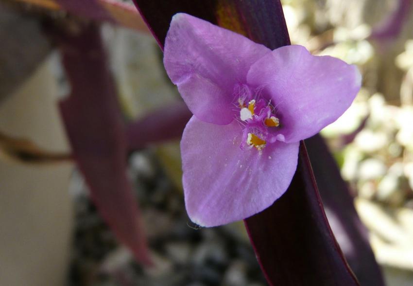 Fleur de tradescantia