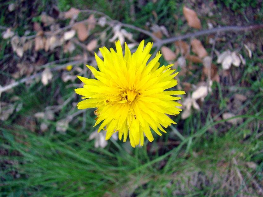 une belle fleur  jaune