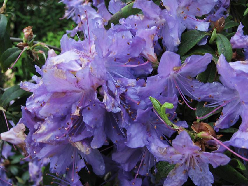 Rhododendrons a Stanley Park Vancouver