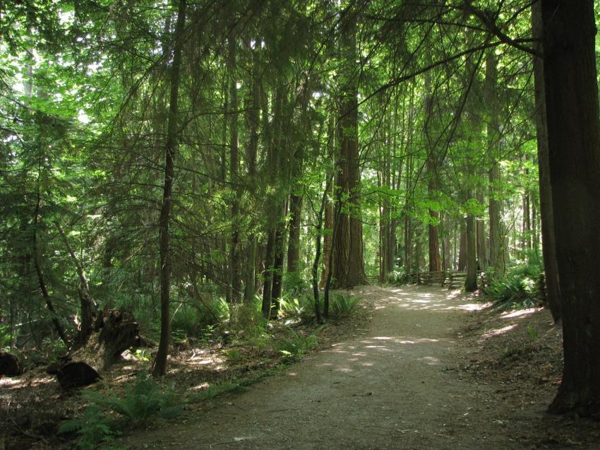 Promenade dans la fort