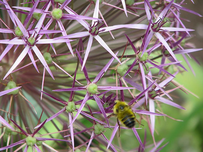 Abeille