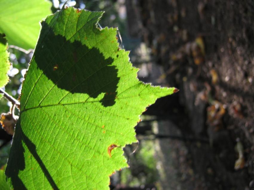 ombre sur une feuille