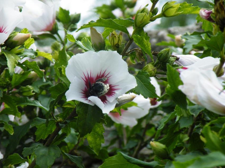 xylocope ou abeille charpentire