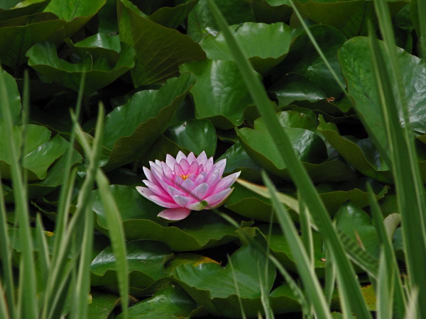 Nnuphar
