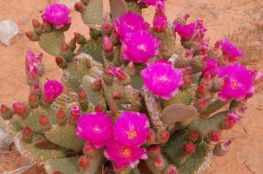 cactus en fleurs