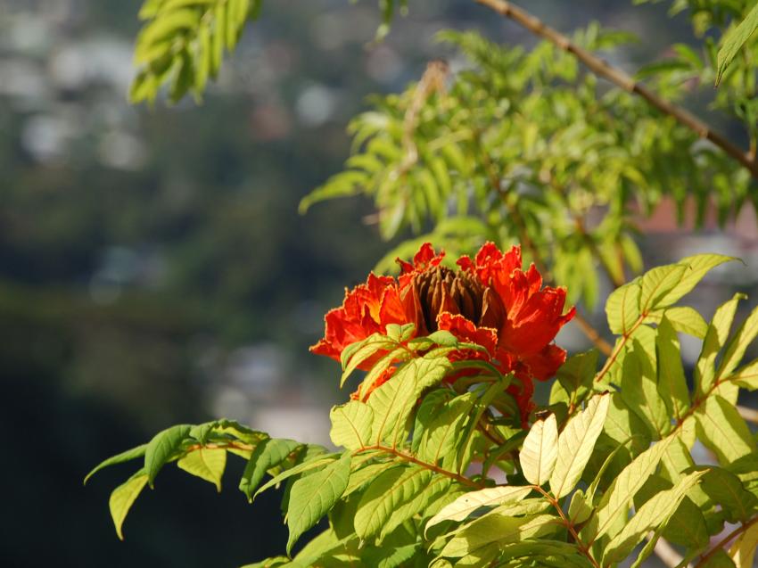 fleur du tulipier du Gabon