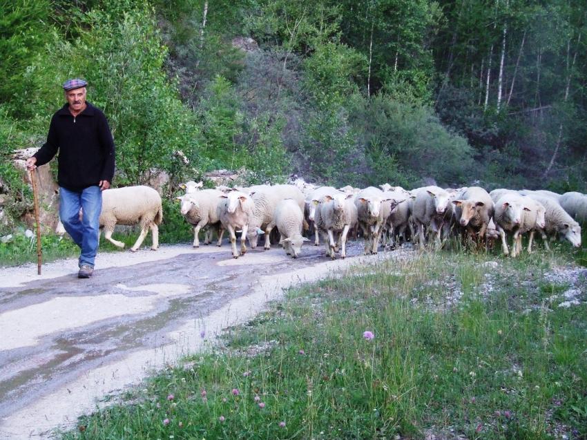 transhumance alpine