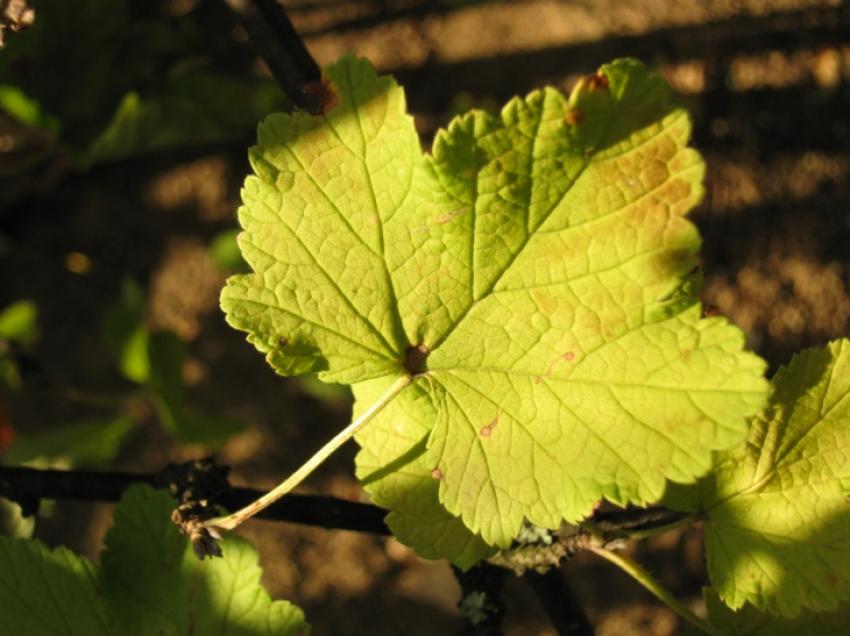 feuille dans la lumire