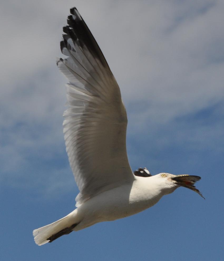 Mouette avec son poisson