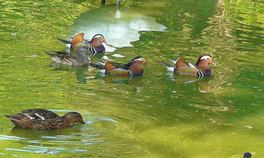 Dans le reflet du cygne