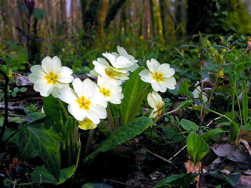 fleurs