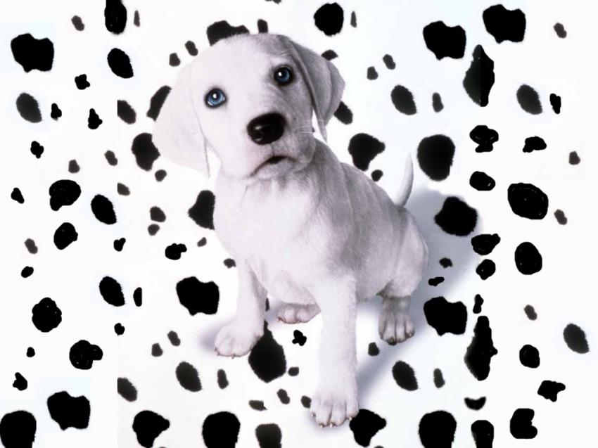 Chiens