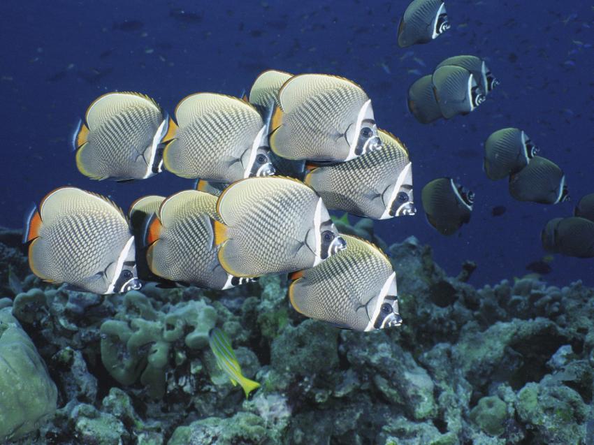fonds marins