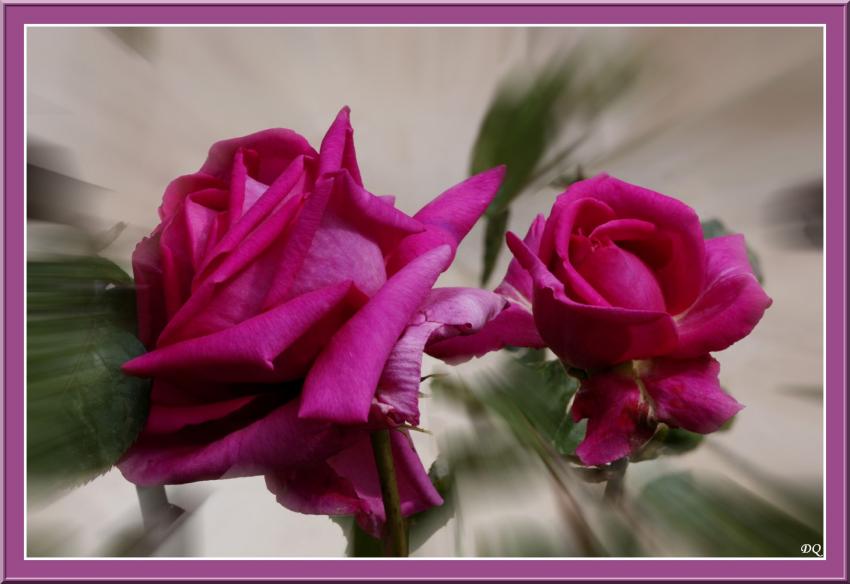 Rose