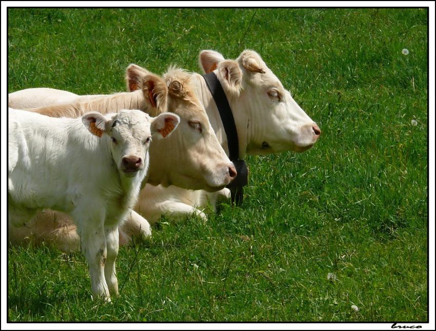 PAISIBLES VACHES DES ALPES