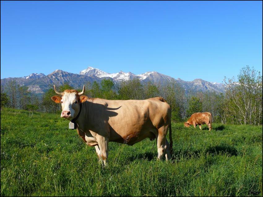 Vache Alpine 2