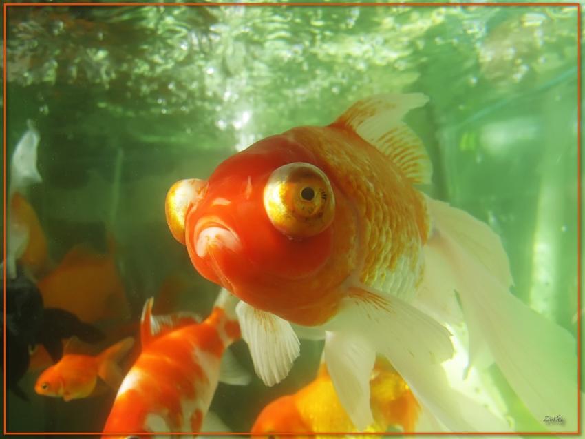 Poisson 24409