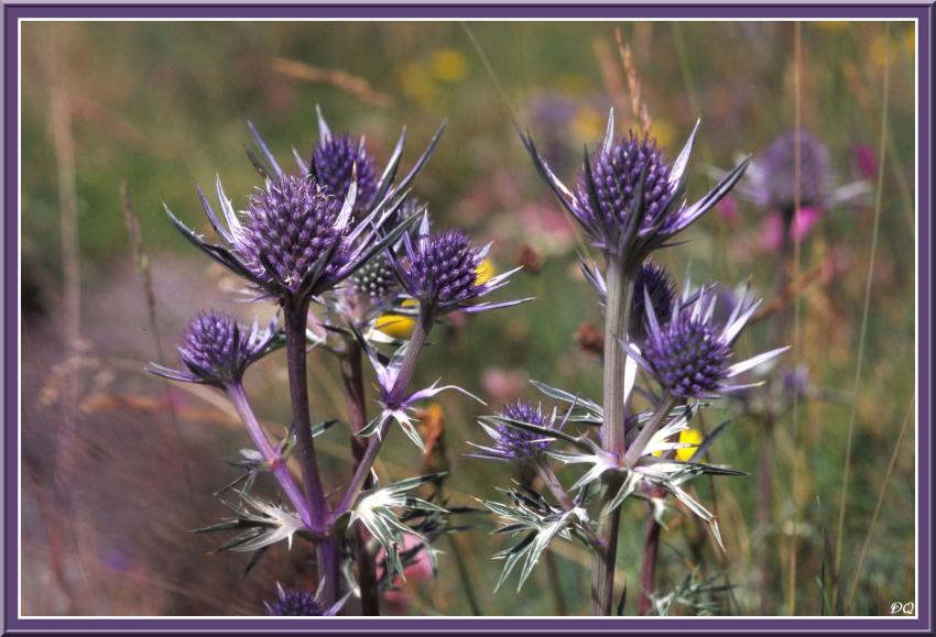 Chardons bleus