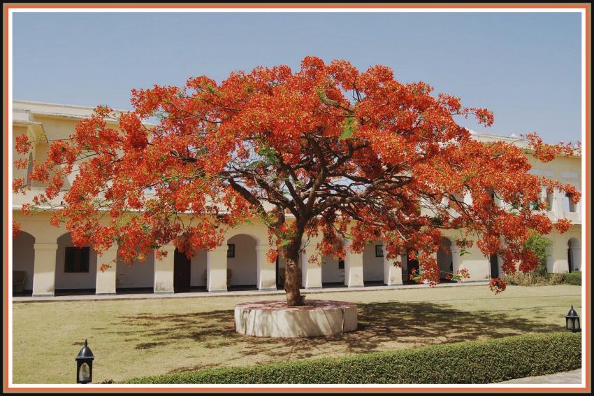Sariska - Rajasthan