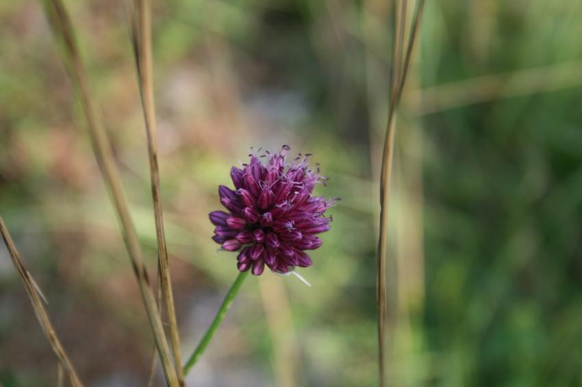 fleur