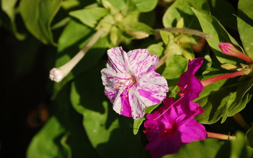 fleurs de 4 heures