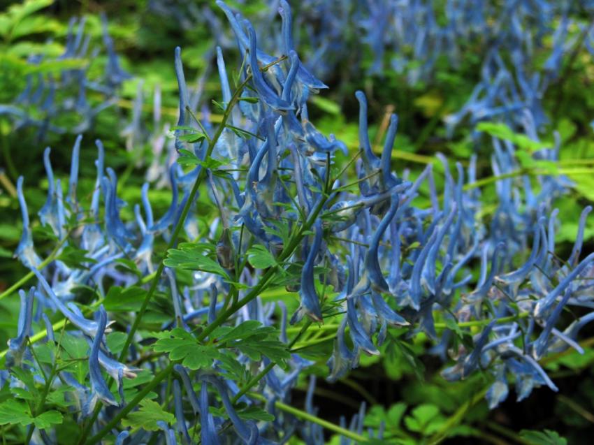 Fleurs asiatiques