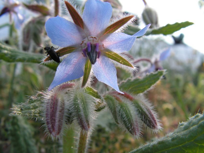 Fleur de bourrache visite