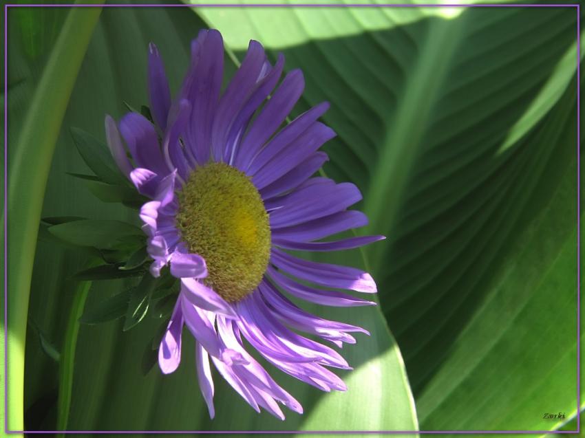 Fleur mauve