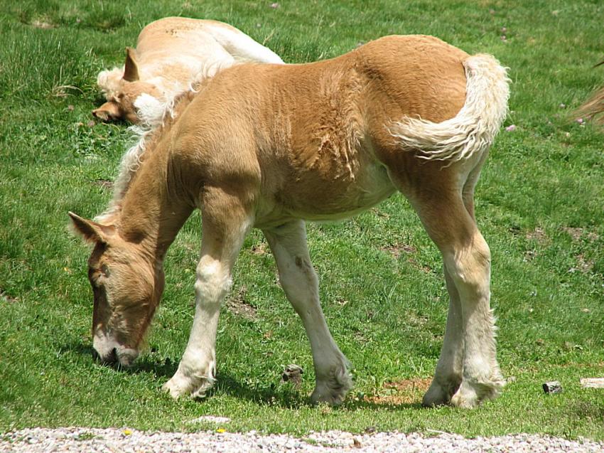 Poulain de Merens