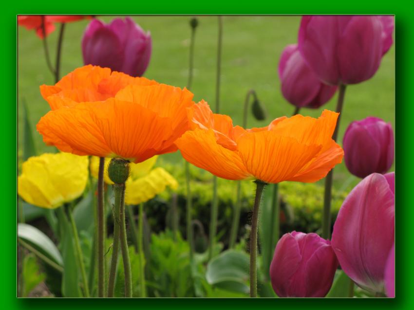 Pavots