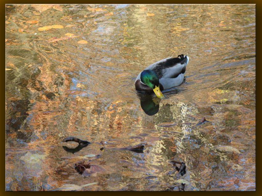 Canard tonn de nager sur de l'or